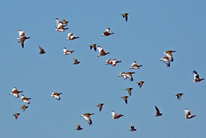Little Bustards and Pin-tailed Sandgrouse - Tetrax tetrax and Pterocles alchata © John Muddeman